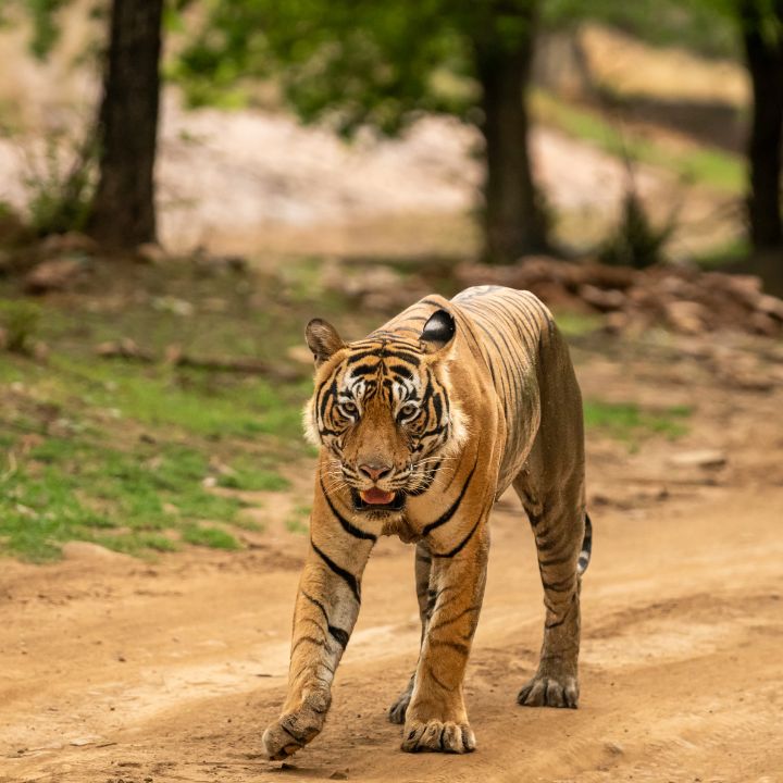 Buscar tigres en un safari en Ranthambore