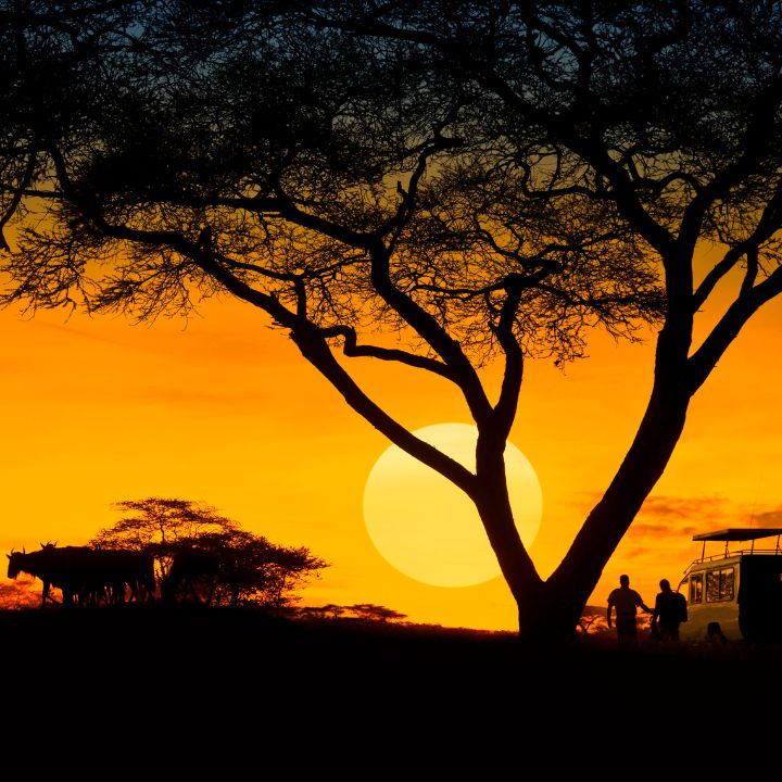 Safaris: Diseña tu próxima aventura