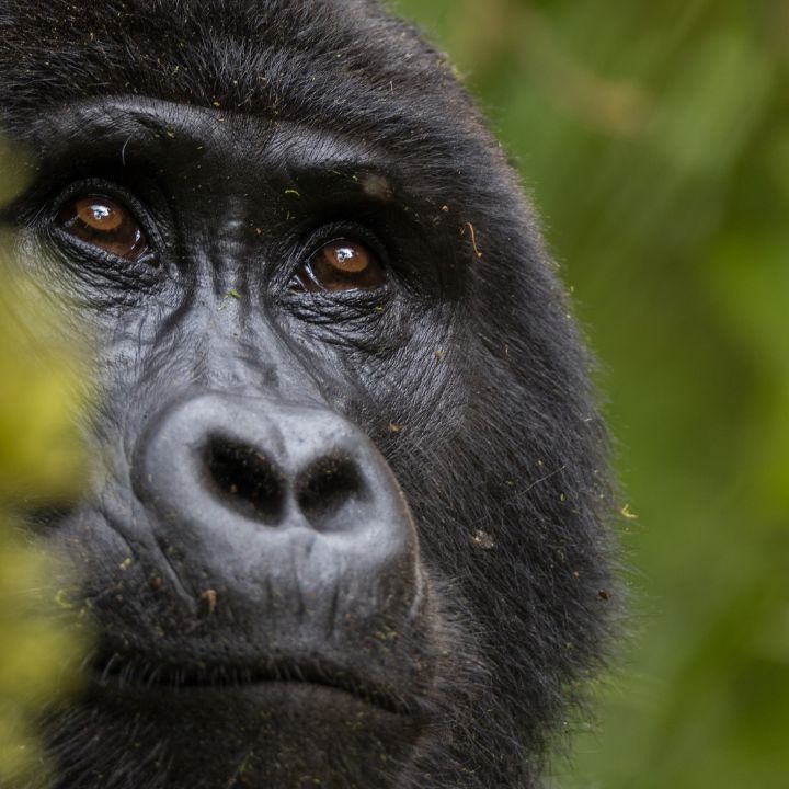 Encuentro con gorilas en Uganda