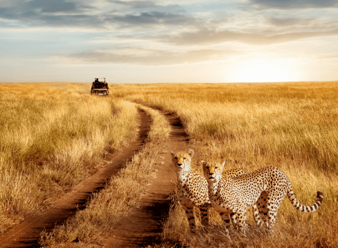Safari lo mejor de Tanzania