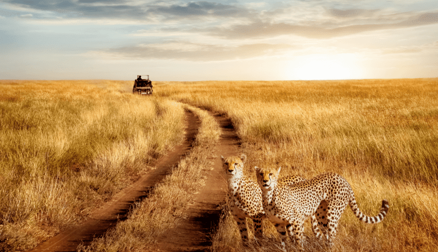 Safari lo mejor de Tanzania