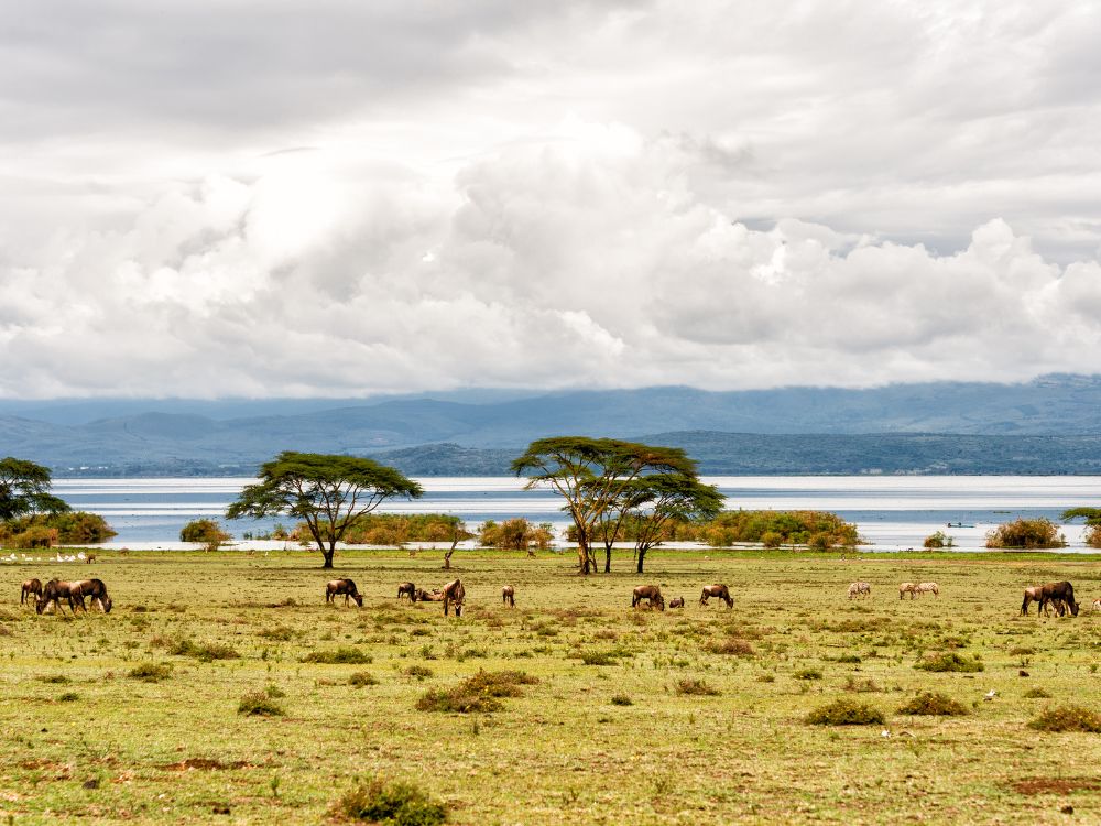  Día 4 – Masai Mara – Lago Naivasha