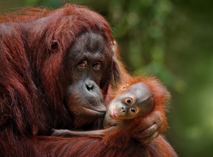 Orangutanes Indonesia