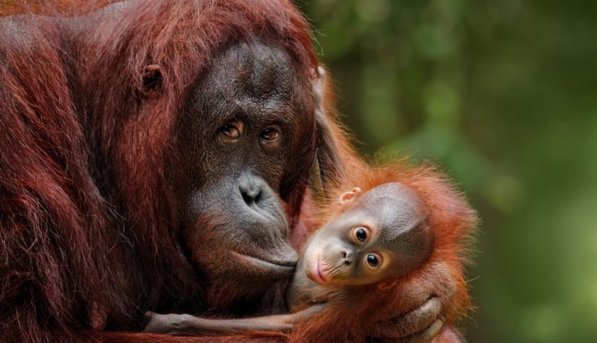 Orangutanes Indonesia