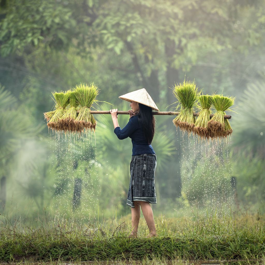 Mujer trabajando el arroz Vietnam