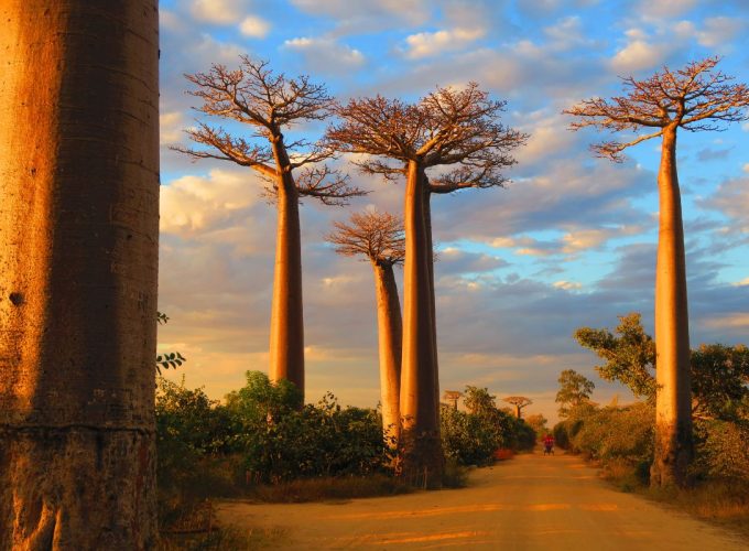 Bao Babs Madagascar