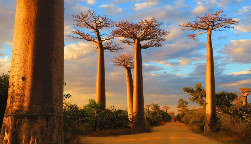 Bao Babs Madagascar