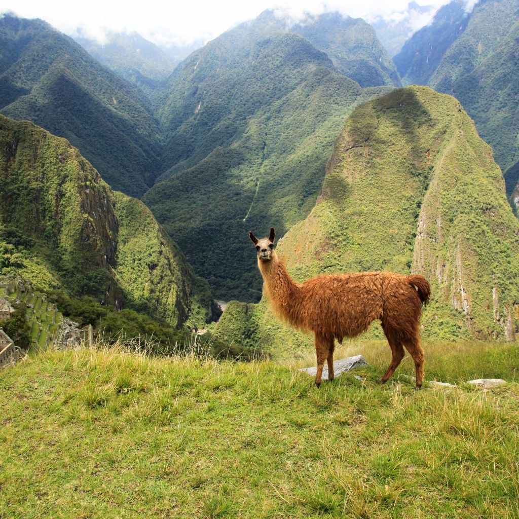 Llama Perú