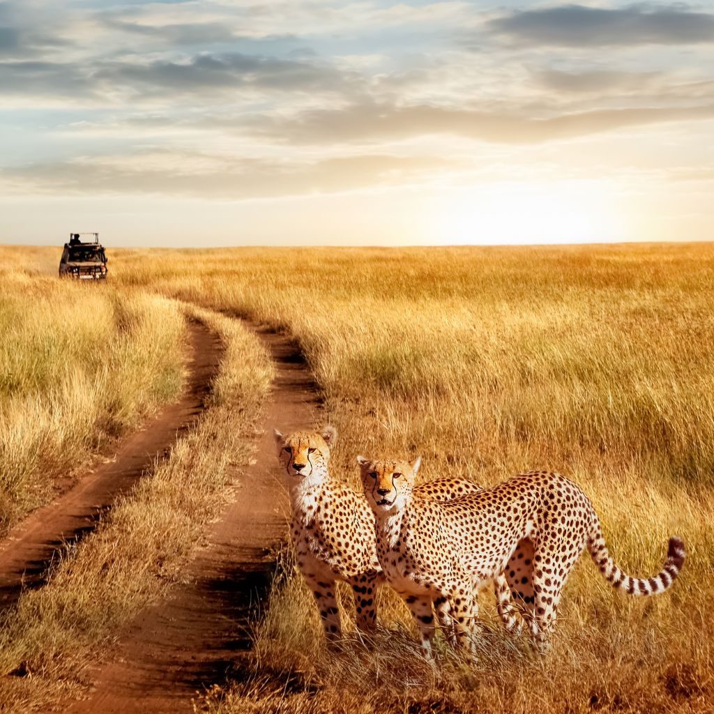 Guepardos Safari Africa