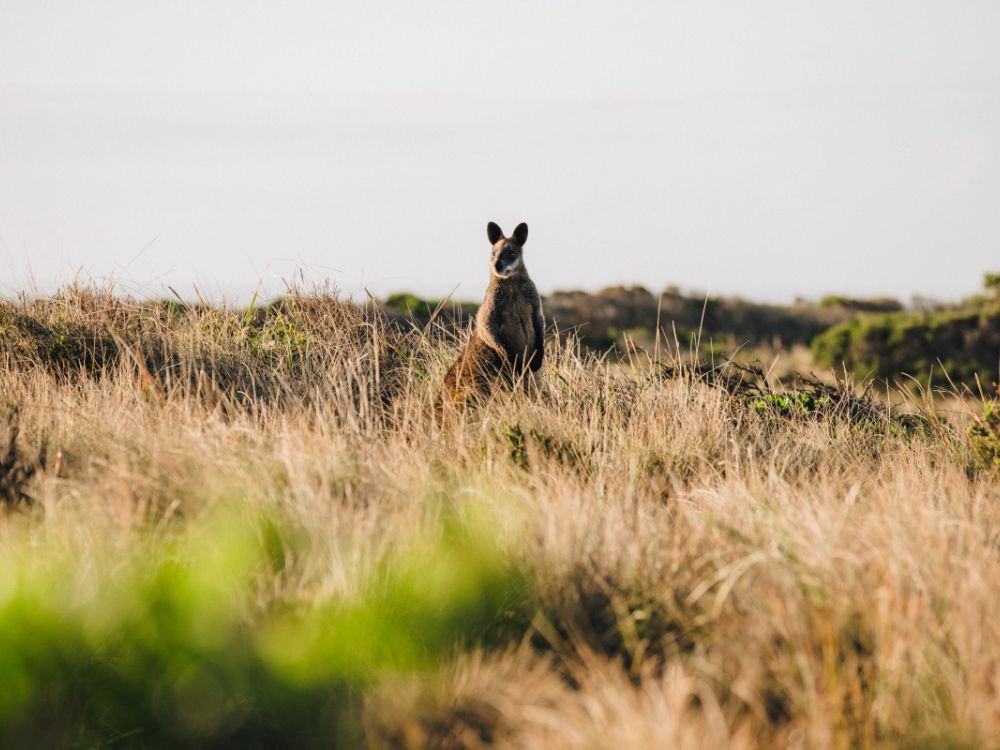 Día 4 | Kangaroo Island - Adelaide