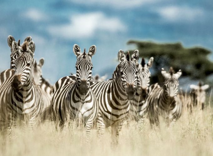 Safari Glimpse of Ngorongoro & Serengeti – Privado