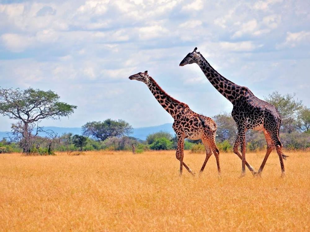Día 4 – Serengeti