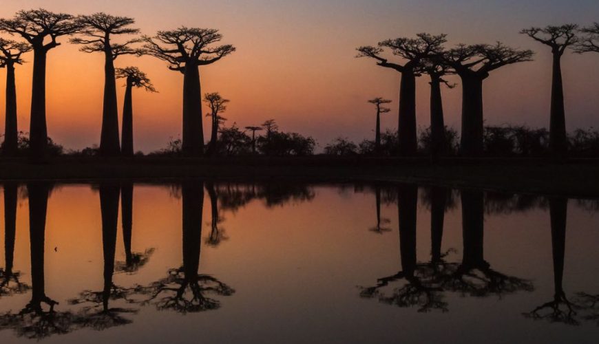 Anochecer Madagascar Baobabs
