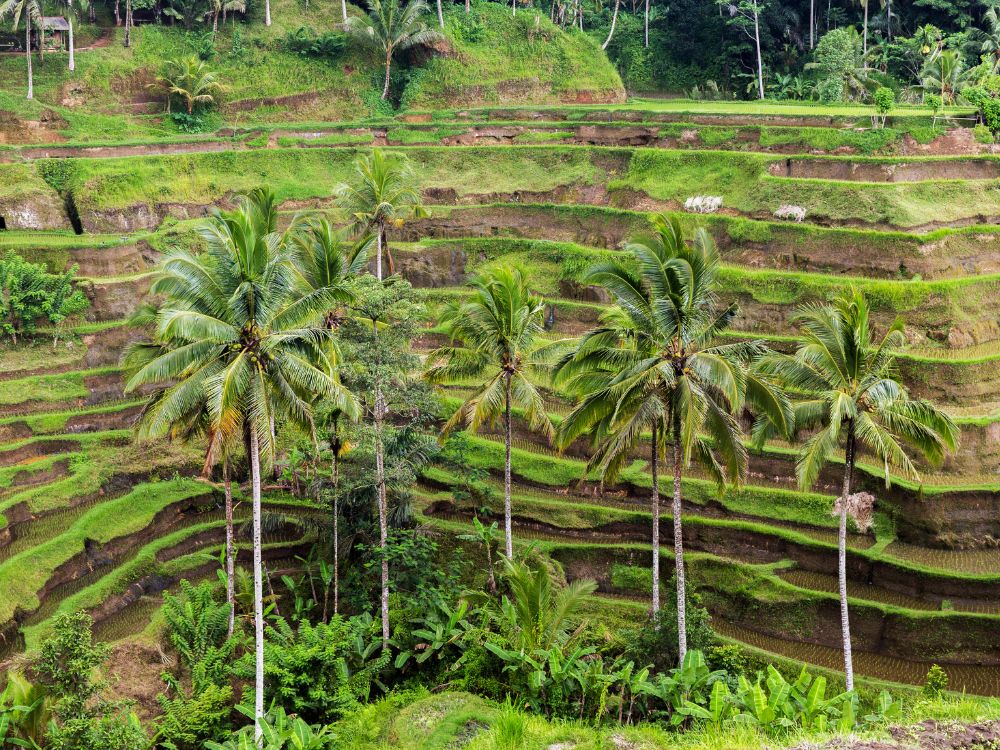 Subak-el arte de la gestión de agua-Terrazas de arroz en Bali